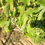 early hail damage