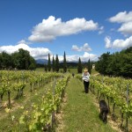 Green Vineyard Walk towards Mt Ventoux