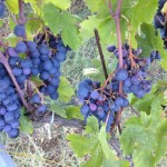 hailed grapes