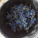 grapes bucket 'Seau!'