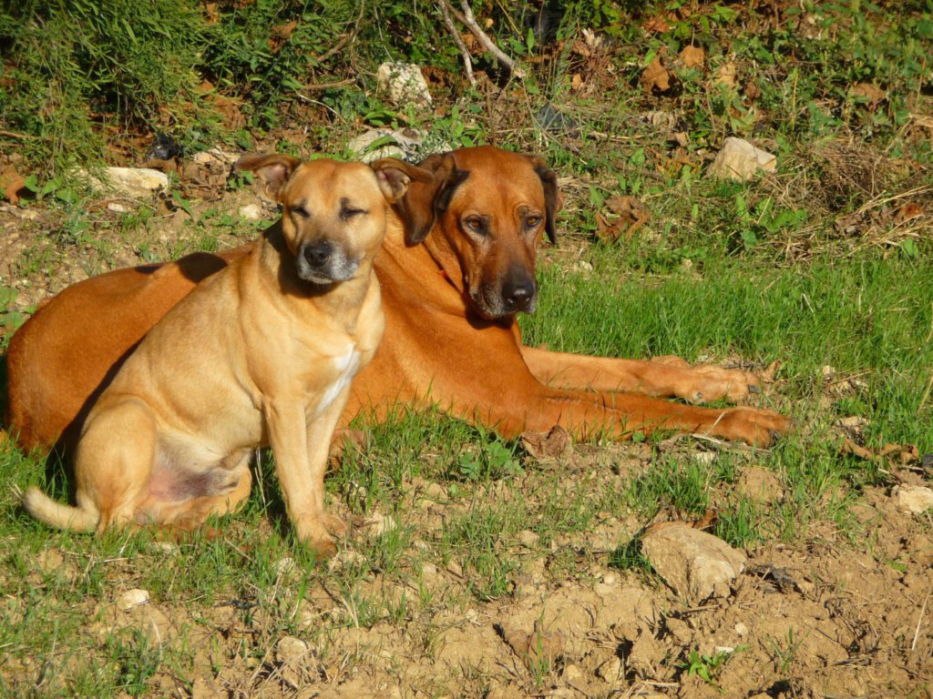 Two of the four harvest dogs Fonzie and Patty